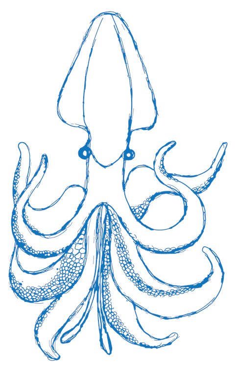 giant squid