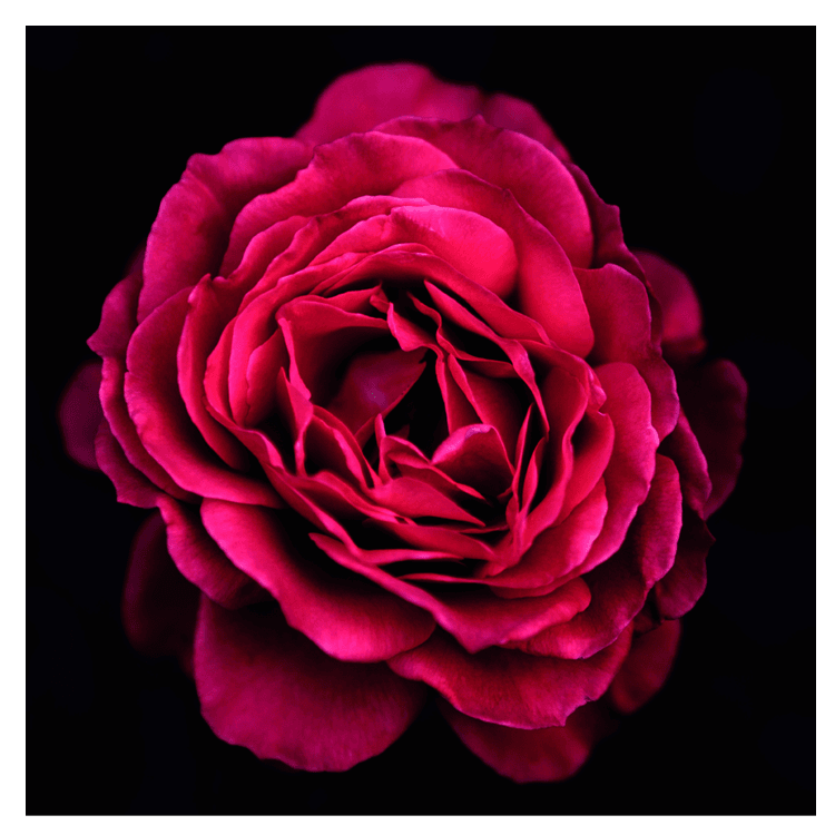 Flower Photo